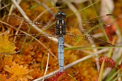 David Plant Photography - Wildlife Photography - Keeled skimmer - A